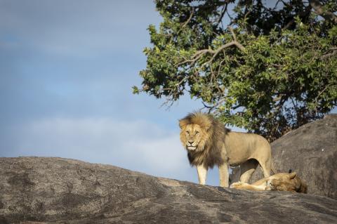 Male and female lions resting on large boulders
