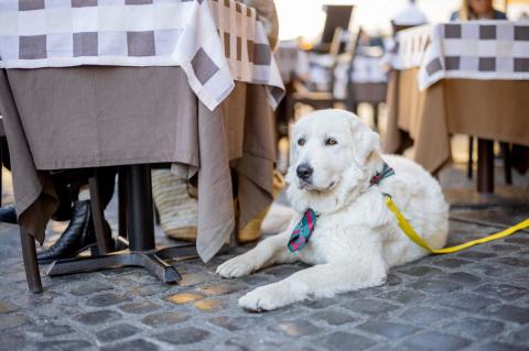 sheepdog sitting near the table at italian cafe terrace