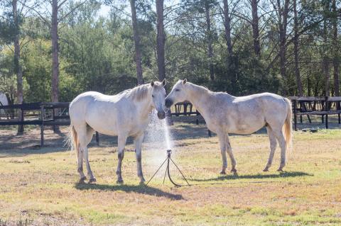 Two white horses drinking water from an irrigation sprinkler