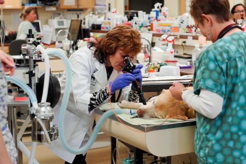a female veterinarian accompanied by a vet tech performs an endoscopy on a golden retriever.