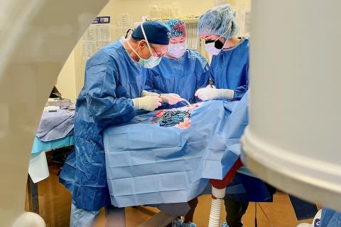 Three veterinarians perform a surgical procedure.