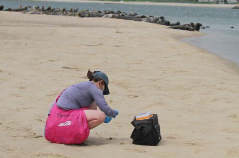 An individual collects samples of seal scat from a beach.