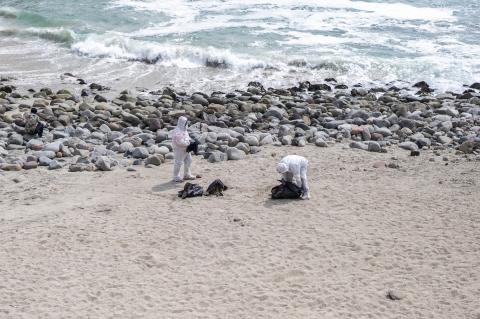 Health workers on the beaches of Lima, bird flu in Peru