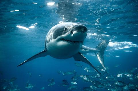 great white shark under water looks straight into the camera.