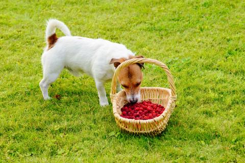 Dog eating raspberries out of a basket on the grass.