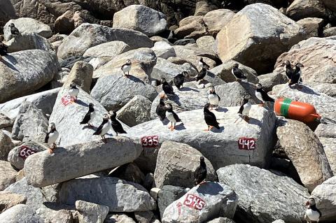 A group of Atlantic Puffins on a rocky island.