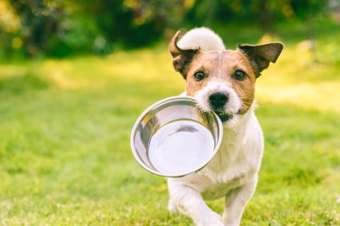 Jack Russell Terrier dog carrying metal dog bowl in mouth