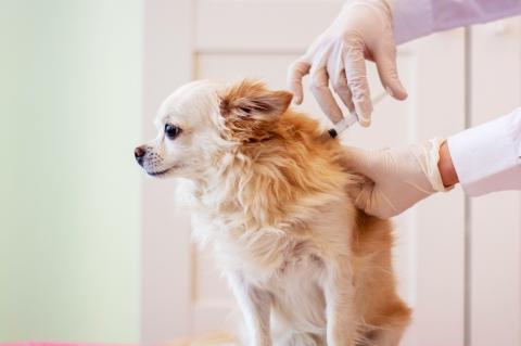 dog being vaccinated by a veterinarian