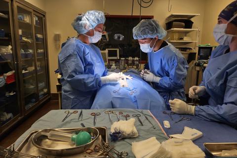 three veterinarians in surgical gear perform a procedure in an operating room