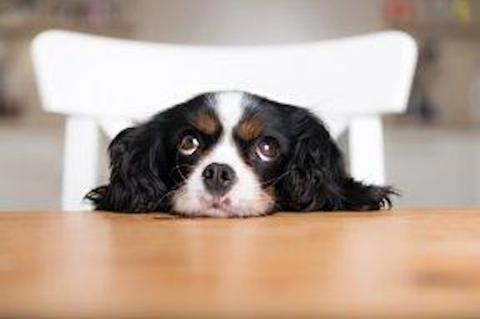 a cocker spaniel resting its head on a table sulking