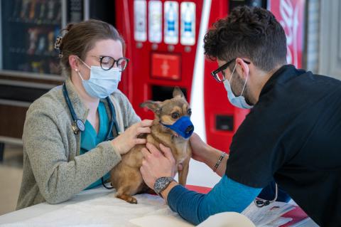 two individuals, both wearing glasses and surgical masks, examine a small dog on a table