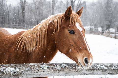 brown horse standing by a fence in the snow