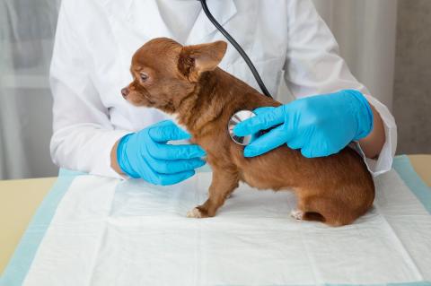 A veterinarian examines a chihuahua puppy with a stethoscope. Selective focus on the dog. Олеся Болтенкова / stock.adobe.com