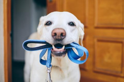 White labrador retriever holding a blue leash in its mouth waiting for a walk.