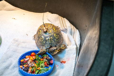 An easter box turtle with a transmitter on it’s shell eating a bowl of chopped fruits and vegetables. 