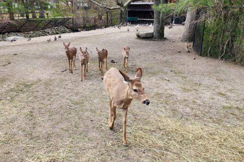 One brown deer followed by 4 other brown deer walking outside along dirt and grass covered lot