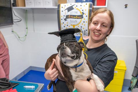 A smiling individual with a black shirt holds a black and white Boston Terrier wearing a black graduation cap