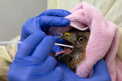 A cooper’s hawk with an injured wing is held a wildlife veterinarian swabs it's mouth.