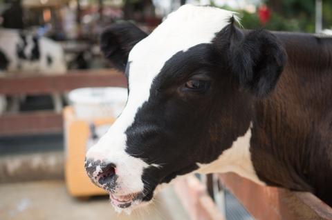 Cow in the stable