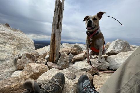Brown and white dog sitting on top of rocks with a brown harness, red collar, orange leash and a tracker for hiking