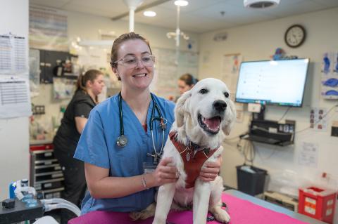 Dr. Claire Timothy with a canine patient