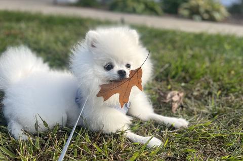 A small white dog lies in the grass with a brown leaf in her mouth