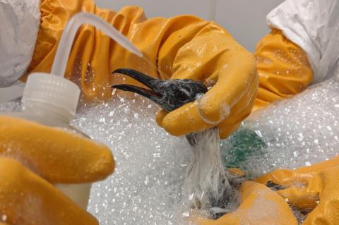 Bird being decontaminated in a sink with a squirt bottle by people wearing rubber gloves.