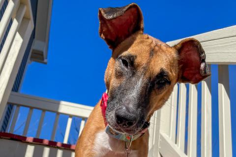 Brown and white dog with brown eyes and ears up outside with a colorful collar on.