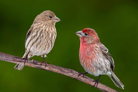 A male and female House finch are facing each other while sitting on a vine.