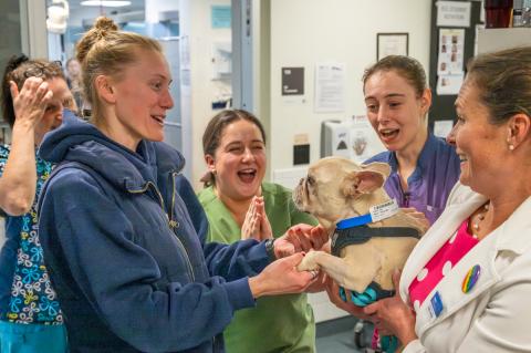 A group of smiling individuals holding a French Bulldog in an exam room.