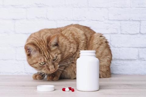 Red cat looking curious to medicine capsules beside an open pill bottle.