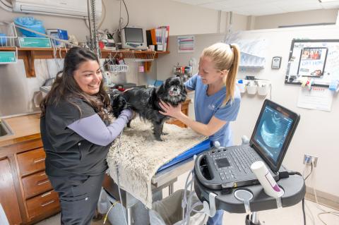 Two individuals wearing scrubs in an exam room performing an ultrasound on a small black dog.