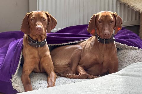 Two large brown dogs wearing black collars on a dog bed with a purple blanket on them.