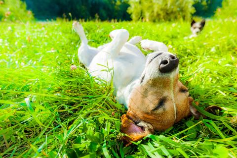 Dog siesta at park stock photo