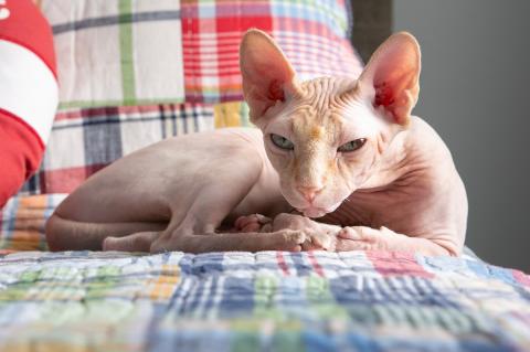 Sphynx cat sitting on a bed with a plaid comforter.