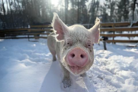 A 600-pound, six- foot-long, American Yorkshire (pink female pig) standing in the snow looking at the camera