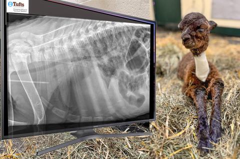 Computer screen on the left depicting an X-ray of a newborn alpaca on the right.