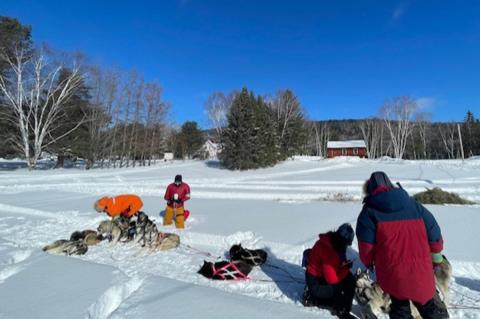 Veterinary team performs physical exams on sled dogs before a race.