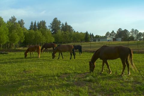 A field with several brown and black horses grazing.