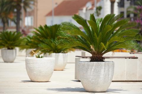 Green plants potted outside in white pots.