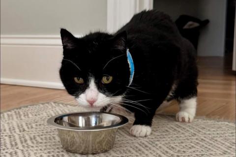 Black and white cat standing and drinking out of a steel water bowl on a rug.