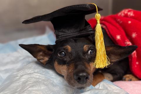 Black and brown dachshund with a black velvet graduation hat on and a gold tassel under a red blanket.