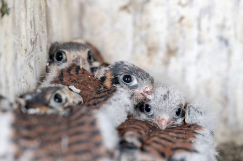 Four baby kestrel chicks huddling together in their nest.