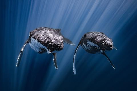 Underwater image of two humpback whales swimming side by side in deep blue water, with sunlight streaming down from the surface above.