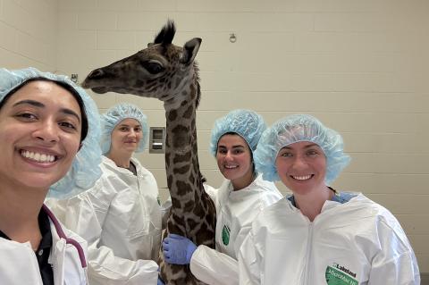 Four individuals wearing scrub caps and gloves stand with a newborn brown giraffe