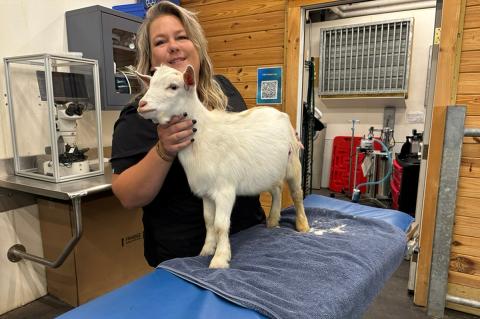 A person with blonde hair smiling in an exam room with a small white goat.