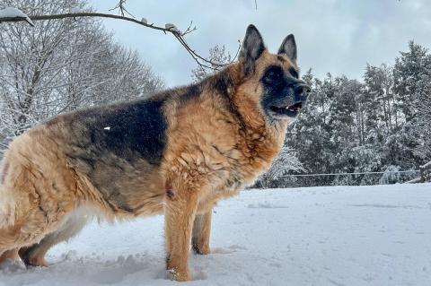 Brown and black German Shepherd standing outside in the snow.