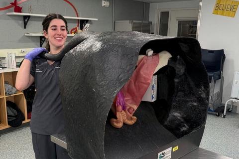 A veterinary student practices a procedure on a large animal model.