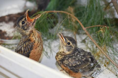 Two juvenile robins with speckled brown and orange plumage sit close together on a white surface, tilting their heads upward with open beaks as if begging for food. Pine needles and a thin branch surround them, suggesting a natural nesting environment.