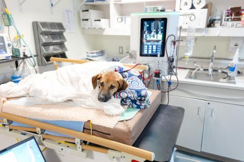 A brown dog lying on a cushioned veterinary exam table, covered with a white blanket and resting its head on a patterned pillow, surrounded by medical equipment and monitors in a clinical treatment room.